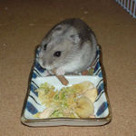 ミートジャーキーを食べるコーキ