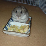 乾燥キャベツを食べるコーキ