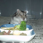 ブロッコリーを食べるユウキ