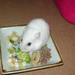 ブロッコリーを食べるアイ