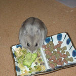 ブロッコリーを食べるコーキ