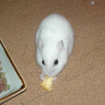 パイナップルチップを食べるアイ