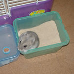 砂浴びして満足げ