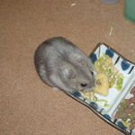 バナナチップを食べるコーキ