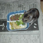 ブロッコリーを食べるユウキ