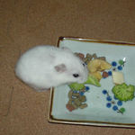 ブロッコリーに食いつくアイ