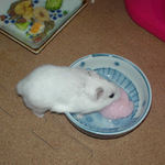 ゼリーに食いつくアイ