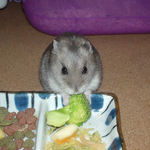 ブロッコリーを食べるコーキ