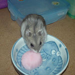 ゼリーを食べるコーキ