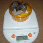 ユウキは体重減少です