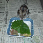 小松菜をたべるユウキ