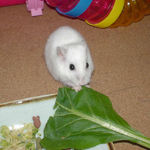 小松菜を食べるアイ