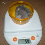 コーキも先週から体重変わらず