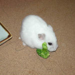 ブロッコリーを食べるアイ