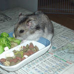 ブロッコリーを食べるユウキ