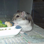 乾燥チーズを食べるユウキ