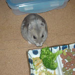 ブロッコリーを食べるコーキ