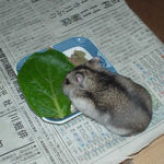 小松菜を食べるユウキ