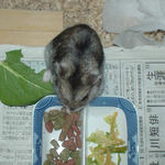 ミートジャーキーを食べるユウキ