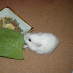 小松菜を食べるアイ