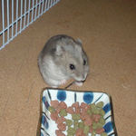 ミートジャーキーを食べるコーキ