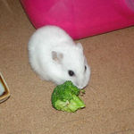 ブロッコリーを食べるアイ