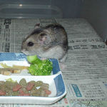 ブロッコリーを食べるユウキ