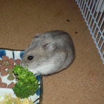 ブロッコリーを食べるコーキ