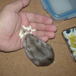 コメコメポップを受け取るコーキ