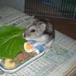 チーズを食べるユウキ