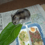 小松菜を食べるユウキ