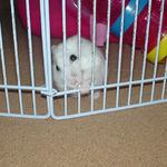 サークルカジカジでエサ待ち中