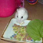 チーズを食べるアイ