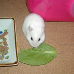 小松菜を食べるアイ