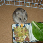 チーズを食べるコーキ