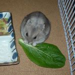 小松菜を食べるコーキ