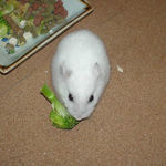 ブロッコリーに食いつくアイ