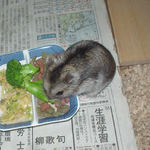 ブロッコリーに食いつくアイ