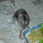 ミートジャーキーに食いつくアイ