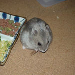 ミートジャーキーに食いつくコーキ