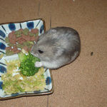 ブロッコリーに食いつくコーキ