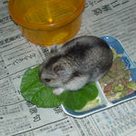 小松菜を食べるユウキ