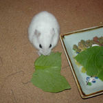 小松菜を食べるアイ