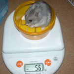 コーキは少し体重が増えました