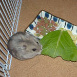 小松菜を食べるコーキ