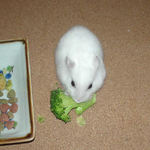 ブロッコリーを食べるアイ