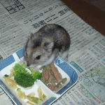 ブロッコリーに食いつくユウキ