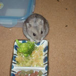 ブロッコリーを食べるコーキ