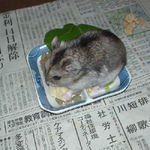 高野豆腐に食いつくユウキ