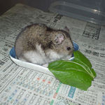 小松菜に食いつくユウキ